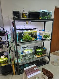 (Category: ) located in . Submitted by ldychampion (Listing ID 1382578200, Image 1). Description: .