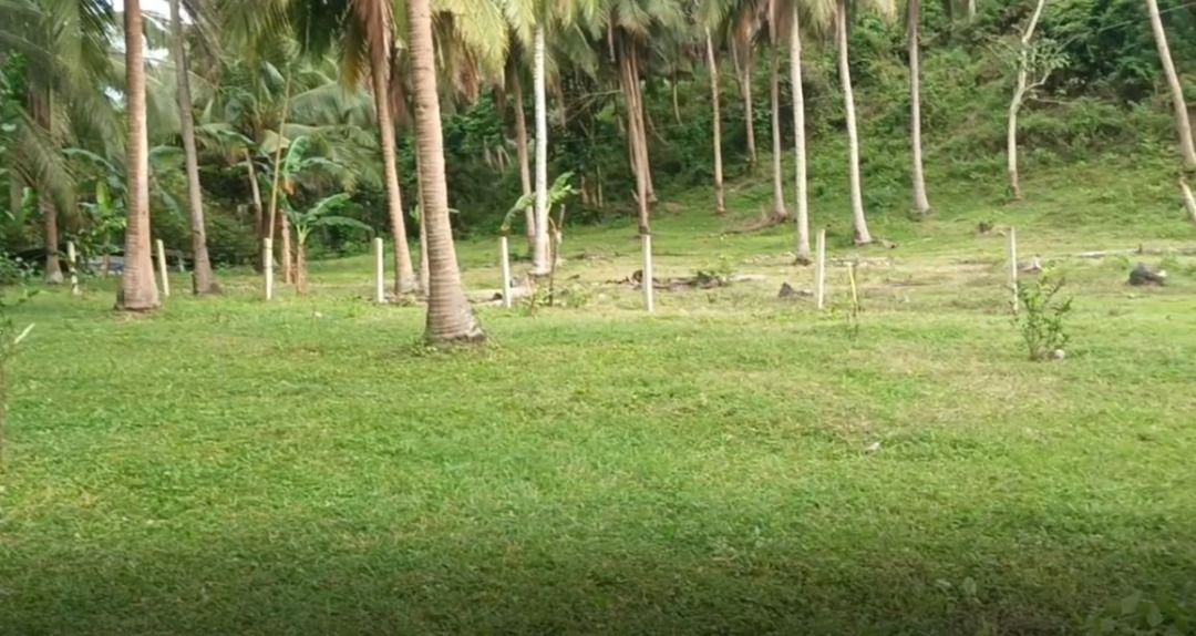 Farm Lot For Sale (Category: Lot) located in Batangas. Submitted by markmyword16 (Listing ID 1382847562, Image 3). Description: FarmLot for Sale 1000 sqm. 2.5 million price negotiable With fence and CR With Coconut trees Mother Title(with subdivide approved plan) With right of way 5 mins drive to Club Laiya and other beach in Laiya Located at Brgy.Laiya Aplaya San Juan batangas.