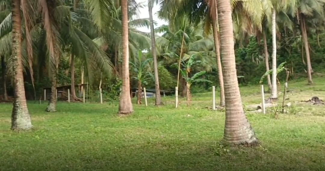 Farm Lot For Sale (Category: Lot) located in Batangas. Submitted by markmyword16 (Listing ID 1382847562, Image 2). Description: FarmLot for Sale 1000 sqm. 2.5 million price negotiable With fence and CR With Coconut trees Mother Title(with subdivide approved plan) With right of way 5 mins drive to Club Laiya and other beach in Laiya Located at Brgy.Laiya Aplaya San Juan batangas.