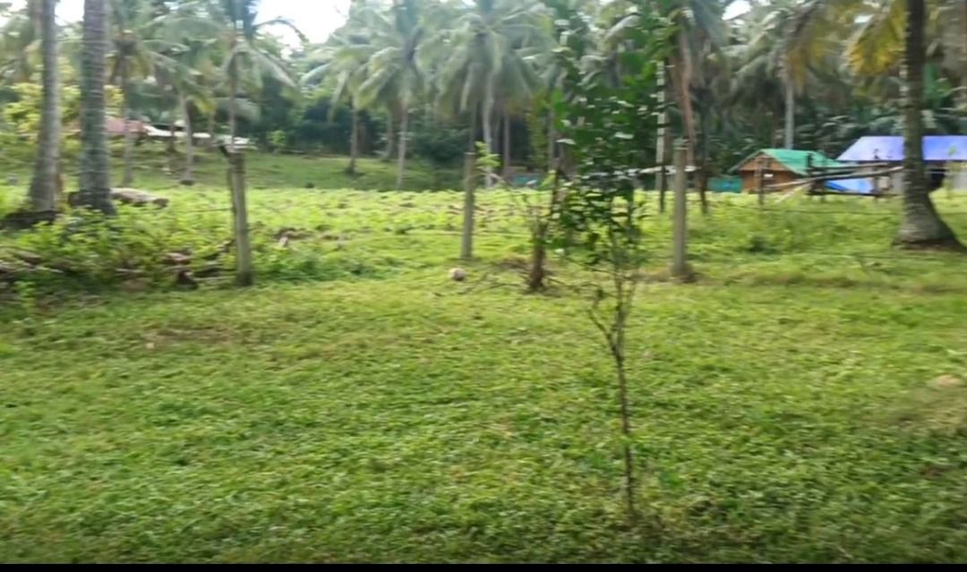 Farm Lot For Sale (Category: Lot) located in Batangas. Submitted by markmyword16 (Listing ID 1382847562, Image 1). Description: FarmLot for Sale 1000 sqm. 2.5 million price negotiable With fence and CR With Coconut trees Mother Title(with subdivide approved plan) With right of way 5 mins drive to Club Laiya and other beach in Laiya Located at Brgy.Laiya Aplaya San Juan batangas.