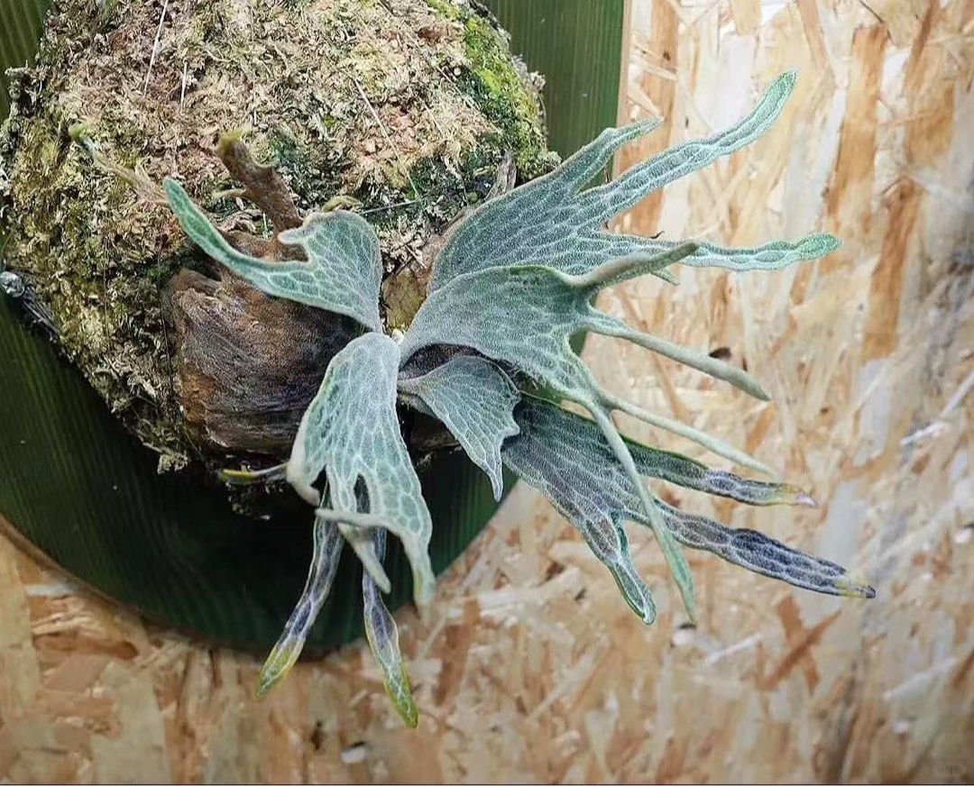 p.willinckii cv Jewel Beetle series, 傢俬＆家居, 園藝, 植物及種子