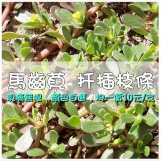 由 unmeinomori2025 (刊登 ID 1383053232，圖片 1) 提交，位於 的 (類別：)，說明：。