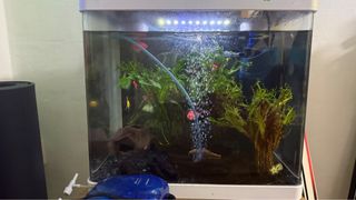 (Category: ) located in . Submitted by hellofaliar (Listing ID 1382962035, Image 1). Description: .