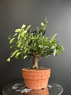 （分類：）位於 。 由 planplust_bonsai 提交（商品編號 1382898787，圖片 1）。簡介： 。