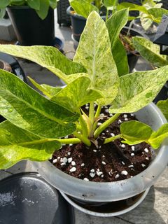 (Category: ) located in . Submitted by plant_guy (Listing ID 1382951667, Image 1). Description: .