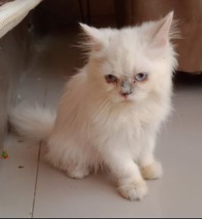 (Kategori: ) berada di . Dikirim oleh PrelovedbyQiandra (ID iklan 1382925825, Gambar 1). Deskripsi: .