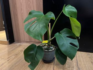 （分類：）位於 。 由 silverflower_ae9909 提交（商品編號 1383028086，圖片 1）。簡介： 。