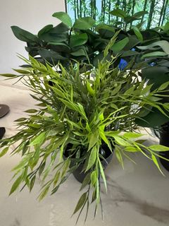 (Category: ) located in . Submitted by JLeeeee (Listing ID 1383149591, Image 1). Description: .