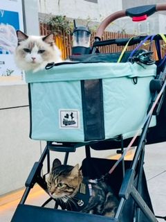（分類：）位於 。 由 cherrystrawberry213 提交（商品編號 1383133831，圖片 1）。簡介： 。
