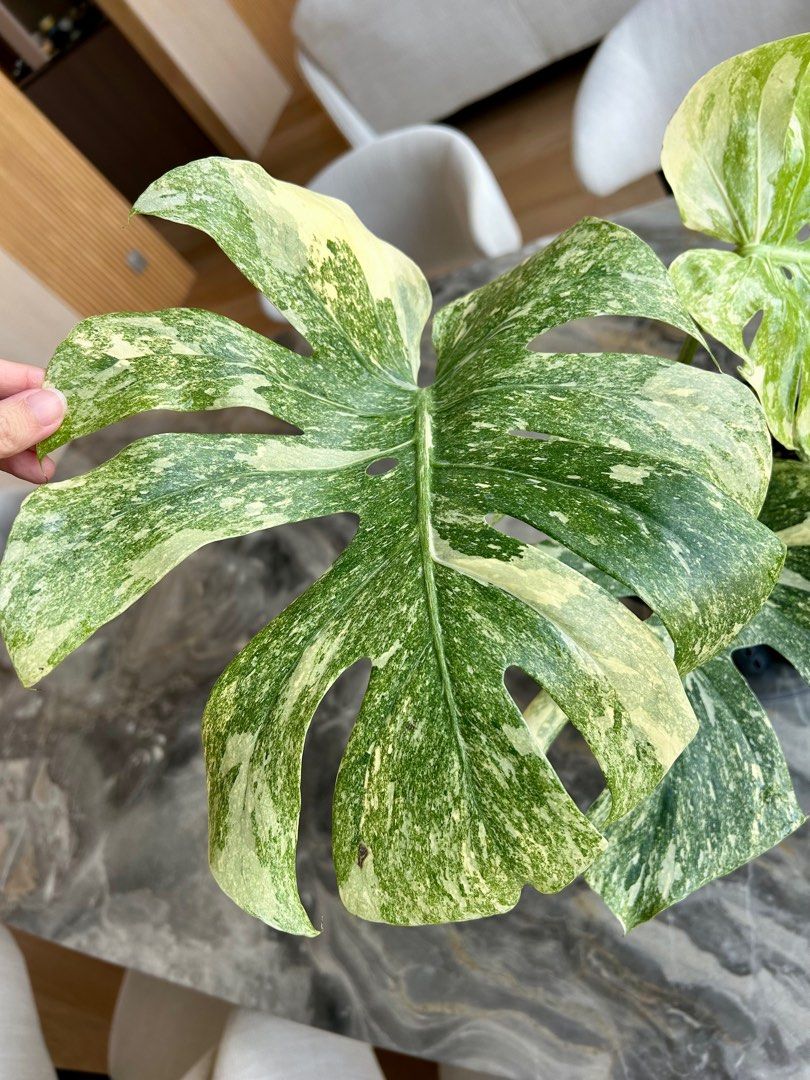 Monstera Legacy (mature form with secondary fenestrations), Furniture ...