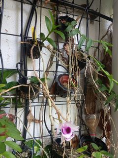 (Category: ) located in . Submitted by weesoon (Listing ID 1383136069, Image 1). Description: .