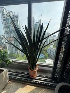 (Category: ) located in . Submitted by teatrade (Listing ID 1383083159, Image 1). Description: .