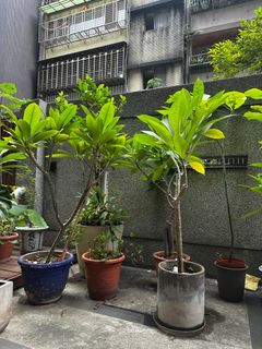 由 gold888.power (刊登 ID 1383281124，圖片 1) 提交，位於 的 (類別：)，說明：。
