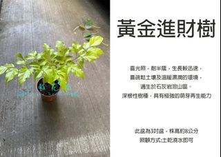 由 floragarden2017 (刊登 ID 1383459868，圖片 1) 提交，位於 的 (類別：)，說明：。