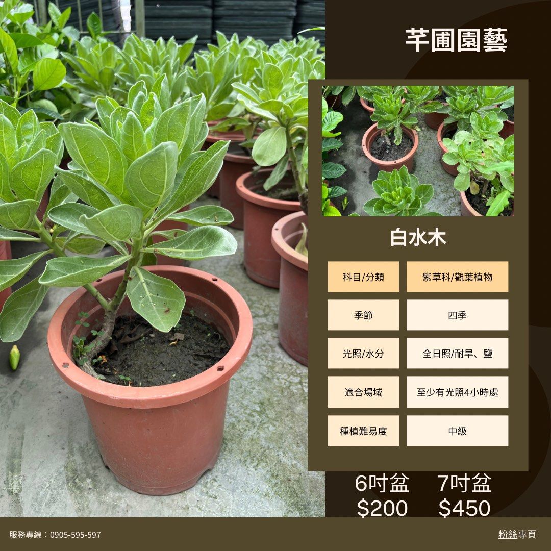 由 gordimer (刊登 ID 1383302125，圖片 1) 提交，位於 桃園市 (Taoyuan) 的 白水木6吋盆 (類別：盆栽)，說明：🌿【探索大自然的瑰寶——白水木】🌿 你是否曾經在海岸邊見過一種葉片翠綠、花朵潔白的小灌木？那就是台灣原生植物——白水木！白水木不僅是生態環境的重要成員，更蘊含著豐富的文化與實用價值，今天就讓我們一起來認識這個大自然的瑰寶吧！ ✨ **白水木的特色**✨ - **外觀**：白水木的葉片厚實，表面光滑，呈現亮麗的翠綠色，花朵則如雪花般潔白，花期時整株植物宛如披上一層白紗，美不勝收。 - **生命力強**：它耐旱、耐鹽，能在貧瘠的土壤中生長，是海岸防風定沙的優良植物。 - **生態價值**：白水木的果實是鳥類的美食，花朵則吸引蜜蜂和蝴蝶，為生態鏈提供重要支持。 🌱 **白水木的用途**🌱 - **園藝景觀**：白水木常被用於庭園造景，它的清新外觀能為環境增添自然氣息。 - **文化意義**：在台灣原住民文化中，白水木被視為神聖的植物，象徵
