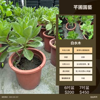 由 gordimer (刊登 ID 1383302125，圖片 1) 提交，位於 的 (類別：)，說明：。