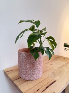 由 koala5566 (刊登 ID 1383343246，圖片 1) 提交，位於 的 (類別：)，說明：。
