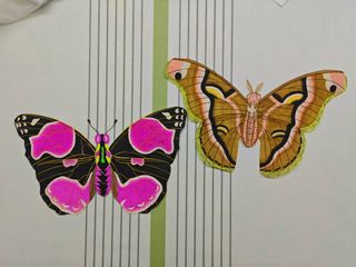 （分類：）位於 。 由 zamioculas 提交（商品編號 1383418668，圖片 1）。簡介： 。