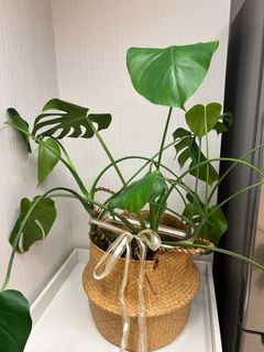 （分類：）位於 。 由 ecochic 提交（商品編號 1383345832，圖片 1）。簡介： 。