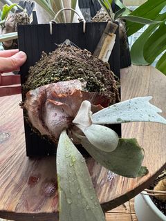 （分類：）位於 。 由 anicare 提交（商品編號 1383372393，圖片 1）。簡介： 。