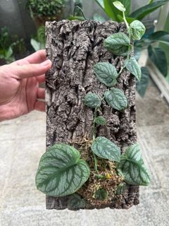 （分類：）位於 。 由 k6453 提交（商品編號 1383314866，圖片 1）。簡介： 。