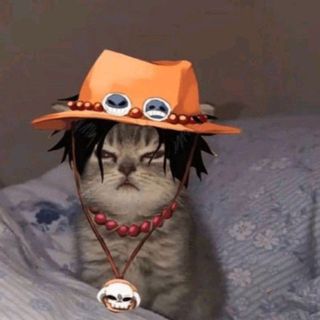 （分類：）位於 。 由 _7jai2__ 提交（商品編號 1383454854，圖片 1）。簡介： 。