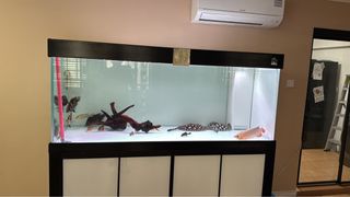 (Category: ) located in . Submitted by poliza369 (Listing ID 1383333001, Image 1). Description: .