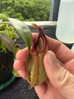 （分類：）位於 。 由 harrych5678 提交（商品編號 1383585733，圖片 1）。簡介： 。