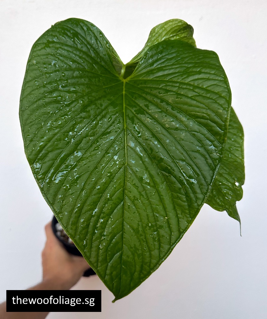 Anthurium Rivulare, Furniture & Home Living, Gardening, Plants & Seeds ...