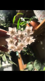 （分類：）位於 。 由 2loveplants 提交（商品編號 1383579568，圖片 1）。簡介： 。