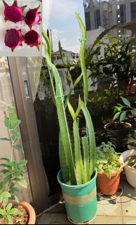 (Category: ) located in . Submitted by wolg18 (Listing ID 1383516423, Image 1). Description: .
