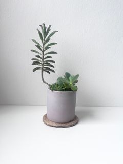 (Category: ) located in . Submitted by tropicalleaf (Listing ID 1383517805, Image 1). Description: .
