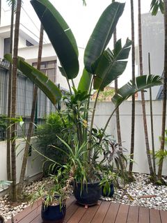 (Category: ) located in . Submitted by harumis (Listing ID 1383567793, Image 1). Description: .