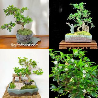 (Category: ) located in . Submitted by sgflorist (Listing ID 93645192, Image 1). Description: .