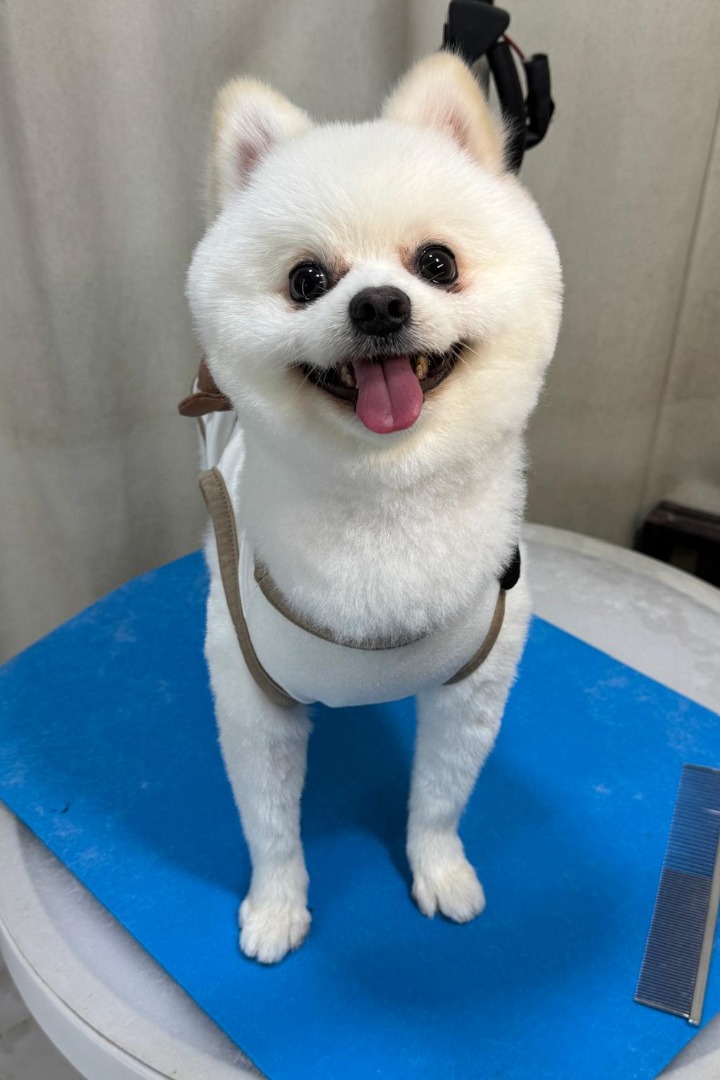 (Category: ) located in . Submitted by PetTrim (Listing ID 1146596433, Image 1). Description: .