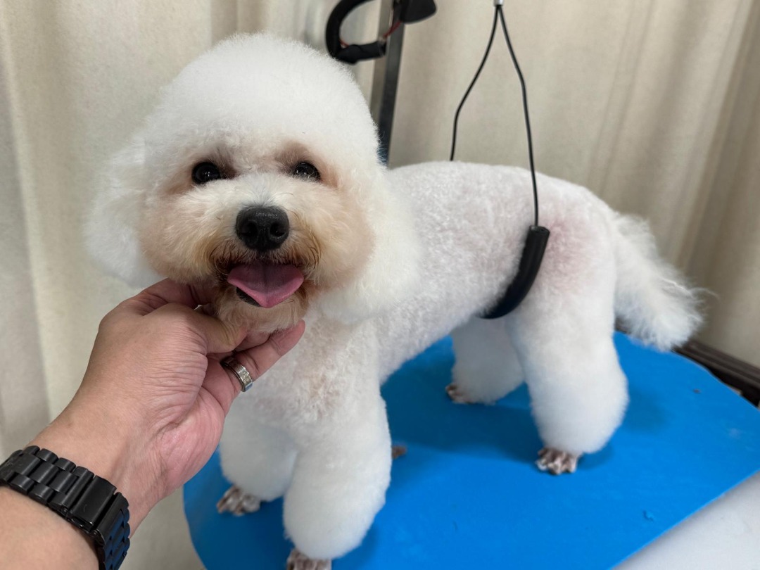 (Category: ) located in . Submitted by PetTrim (Listing ID 1146596433, Image 1). Description: .