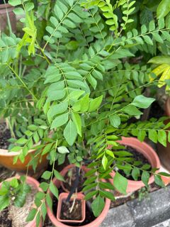 (Category: ) located in . Submitted by active_gardening (Listing ID 1378340006, Image 1). Description: .