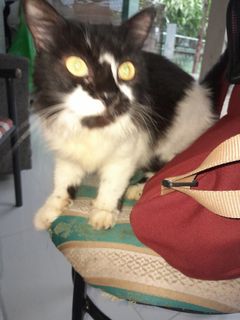 (Kategori: ) berada di . Dikirim oleh olivialee92 (ID iklan 1378446790, Gambar 1). Deskripsi: .