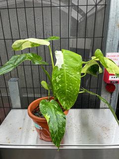 (Category: ) located in . Submitted by Foliage_Concierge (Listing ID 1378382991, Image 1). Description: .
