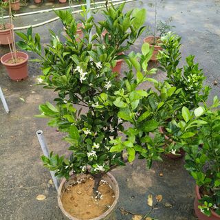 (Category: ) located in . Submitted by jtflorist (Listing ID 1378531489, Image 1). Description: .