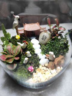 (Category: ) located in . Submitted by my_little_garden (Listing ID 1378351615, Image 1). Description: .