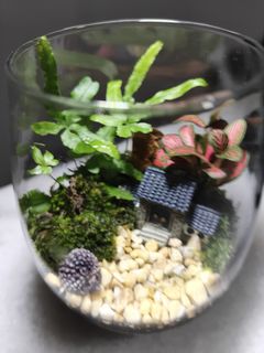 (Category: ) located in . Submitted by my_little_garden (Listing ID 1378352095, Image 1). Description: .