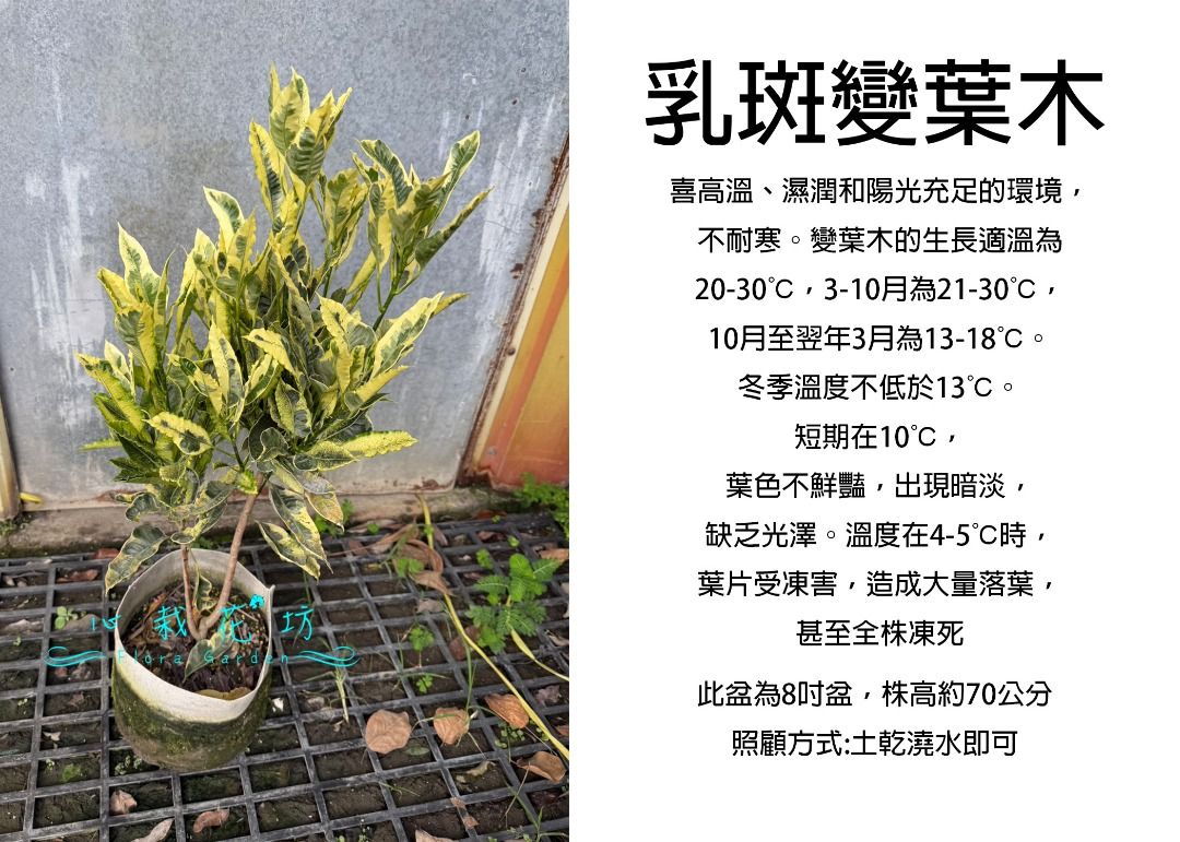 由 floragarden2017 (刊登 ID 1383839366，圖片 1) 提交，位於 彰化縣 (Changhua) 的 心栽花坊-乳斑變葉木/斑葉變葉木/8吋/觀葉植物/綠化環境/綠籬植物/售價460特價400 (類別：盆栽)，說明：。