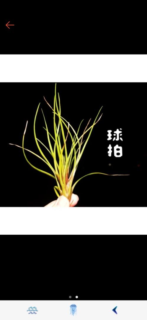 由 a0932033917 (刊登 ID 1383782068，圖片 3) 提交，位於 新北市 (New Taipei) 的 空鳳球拍可包水苔 (類別：植物及種子)，說明：數量剩1顆。。