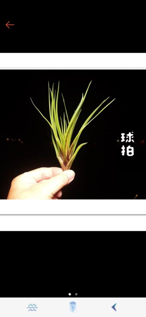 由 a0932033917 (刊登 ID 1383782068，圖片 2) 提交，位於 新北市 (New Taipei) 的 空鳳球拍可包水苔 (類別：植物及種子)，說明：數量剩1顆。。