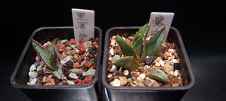 （分類：）位於 。 由 oh.garden 提交（商品編號 1383714429，圖片 1）。簡介： 。