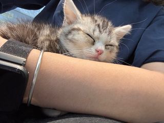 （分類：）位於 。 由 emilyttttt 提交（商品編號 1383747404，圖片 1）。簡介： 。