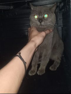 (Kategori: ) berada di . Dikirim oleh nauracats (ID iklan 1383844288, Gambar 1). Deskripsi: .