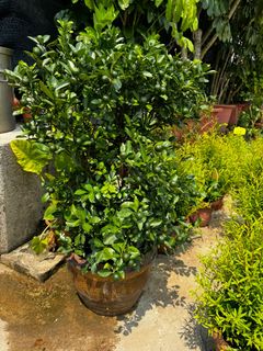 (Category: ) located in . Submitted by gardenfunfarm (Listing ID 1383801503, Image 1). Description: .