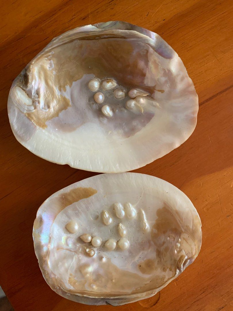 Pearls in a Shell (Category: Necklaces) located in Mandaue City. Submitted by james52 (Listing ID 1383858254, Image 1). Description: Please text me at 0932-416-1233 if interested.